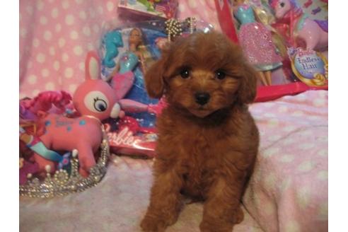 成約済の静岡県のミックス犬-28133の2枚目