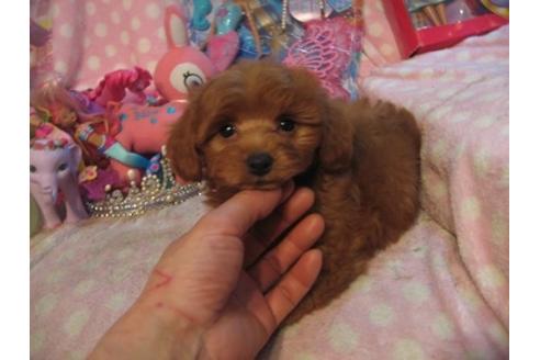 成約済の静岡県のミックス犬-28133の3枚目