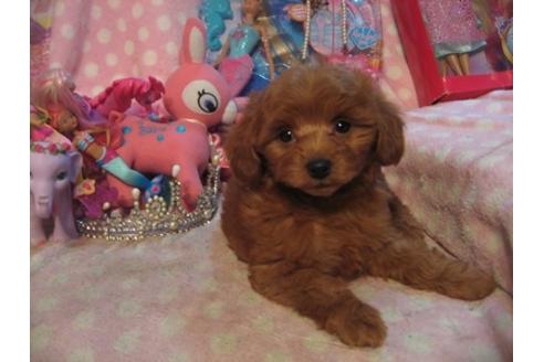 成約済の静岡県のミックス犬-28133の4枚目