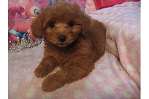 成約済の静岡県のミックス犬-28133の5枚目