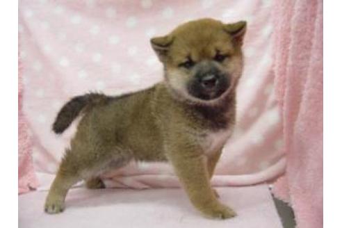 成約済の長崎県の柴犬-28134の2枚目