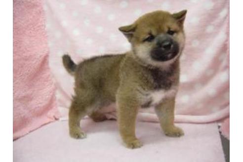 成約済の長崎県の柴犬-28134の1枚目