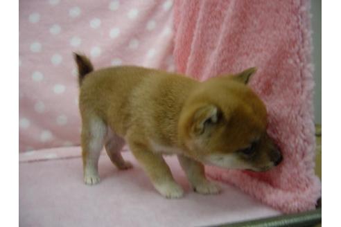 成約済の長崎県の豆柴-28139の1枚目