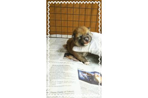成約済の茨城県の柴犬-28146の1枚目
