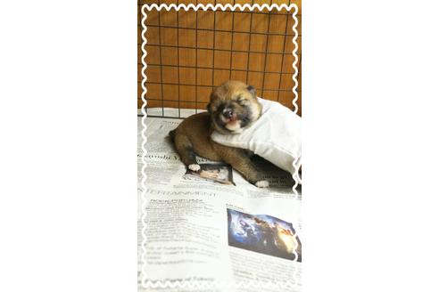 成約済の茨城県の柴犬-28146の2枚目