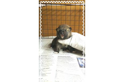成約済の茨城県の柴犬-28147の1枚目