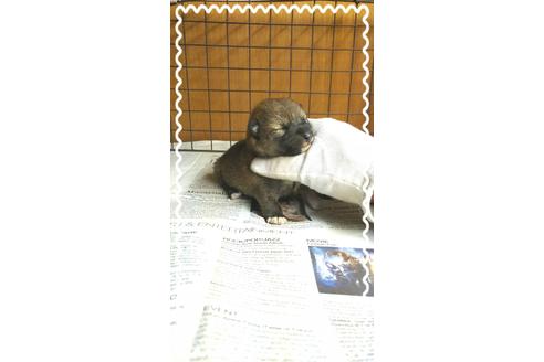 成約済の茨城県の柴犬-28147の2枚目