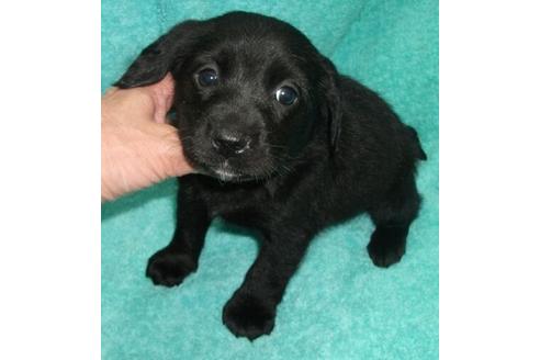 成約済の岐阜県のミックス犬-28152の4枚目