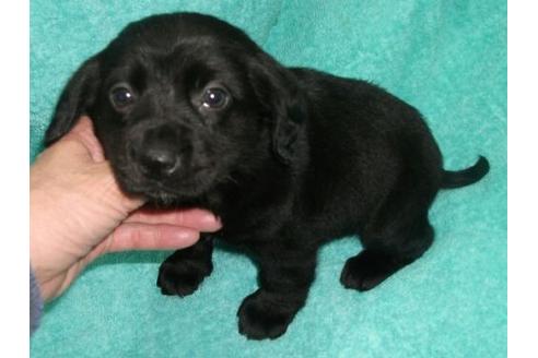 成約済の岐阜県のミックス犬-28154の1枚目