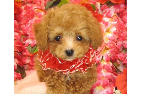 成約済の茨城県のトイプードル-28157の3枚目