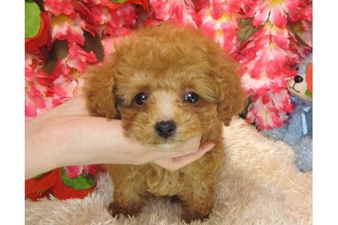 成約済の茨城県のトイプードル-28157の4枚目