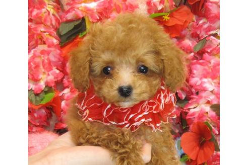 成約済の茨城県のトイプードル-28157の5枚目