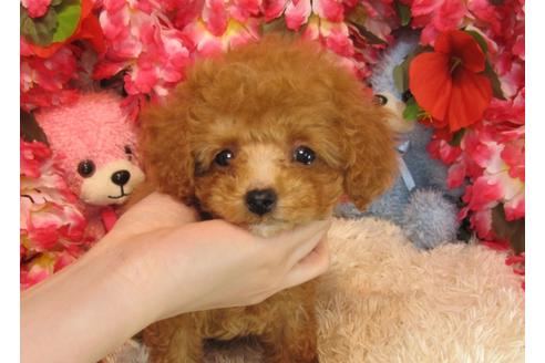 成約済の茨城県のトイプードル-28157の1枚目