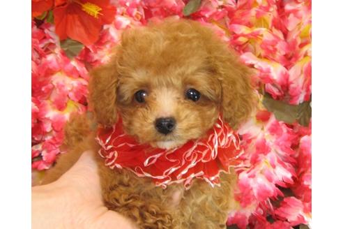 成約済の茨城県のトイプードル-28157の2枚目