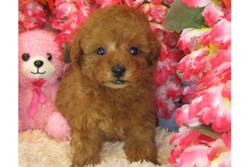 成約済の茨城県のトイプードル-28158の1枚目