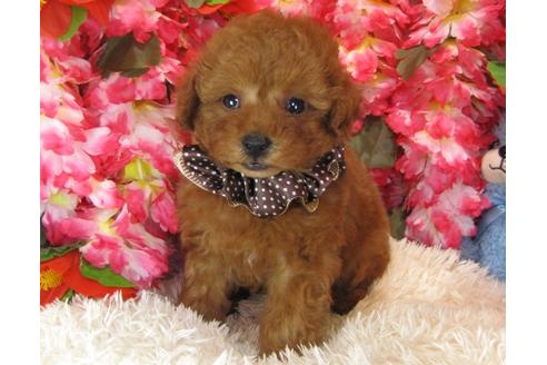 成約済の茨城県のトイプードル-28158の2枚目