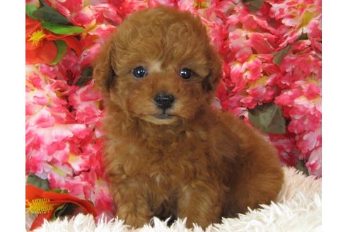 成約済の茨城県のトイプードル-28158の3枚目