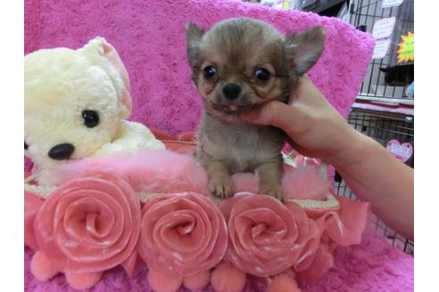 成約済の京都府のチワワ-28181の1枚目