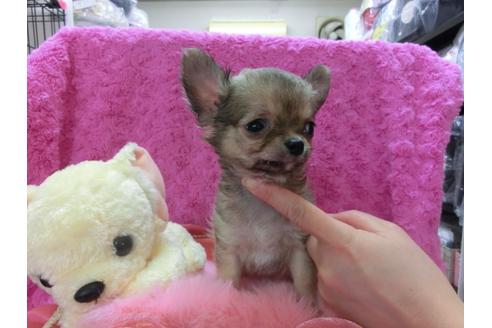 成約済の京都府のチワワ-28181の2枚目