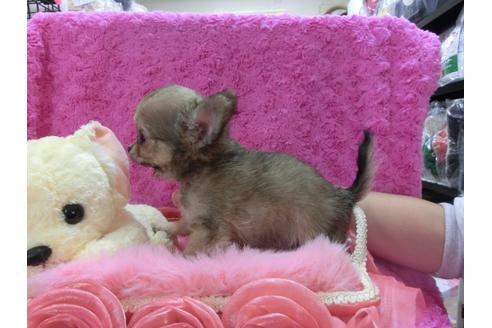 成約済の京都府のチワワ-28181の3枚目