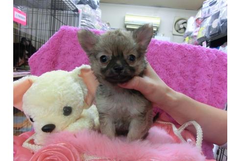 成約済の京都府のチワワ-28182の1枚目