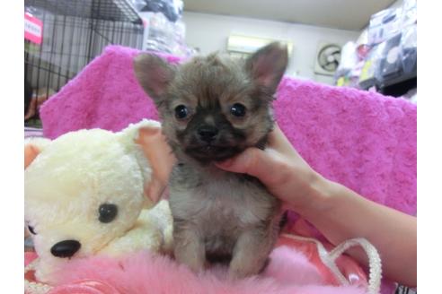 成約済の京都府のチワワ-28182の2枚目