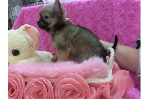 成約済の京都府のチワワ-28182の3枚目