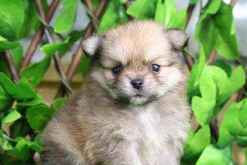 成約済の京都府のポメチワ:ポメラニアン×チワワ-28188の4枚目