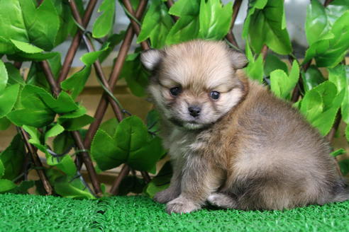 成約済の京都府のポメチワ:ポメラニアン×チワワ-28188の2枚目