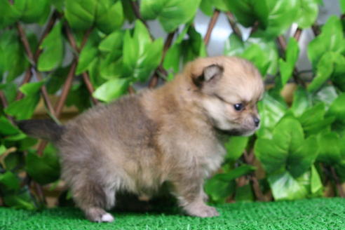 成約済の京都府のポメチワ:ポメラニアン×チワワ-28188の1枚目