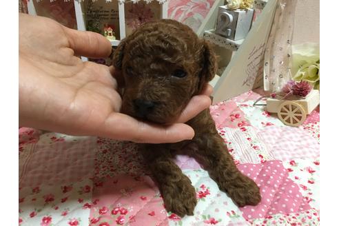 成約済の広島県のトイプードル-28191の2枚目