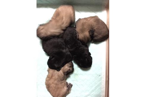 成約済の大阪府のペキニーズ-28213の1枚目