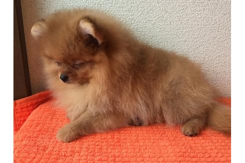 成約済の新潟県のポメラニアン-28258の3枚目