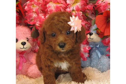 成約済の茨城県のトイプードル-28259の1枚目