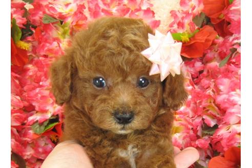 成約済の茨城県のトイプードル-28259の2枚目