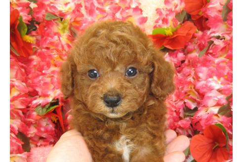 成約済の茨城県のトイプードル-28259の3枚目