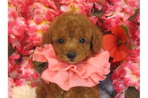 成約済の茨城県のトイプードル-28260の3枚目