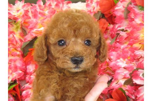 成約済の茨城県のトイプードル-28260の2枚目