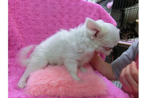 成約済の京都府のチワワ-28267の3枚目