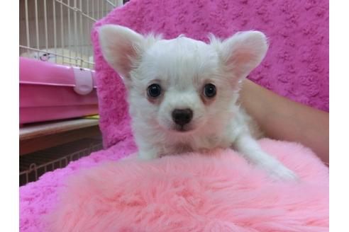 成約済の京都府のチワワ-28267の1枚目