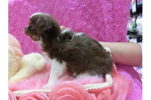 成約済の京都府のチワワ-28268の2枚目