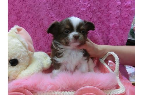 成約済の京都府のチワワ-28268の3枚目