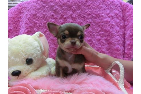 成約済の京都府のチワワ-28269の1枚目