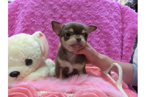 成約済の京都府のチワワ-28269の2枚目