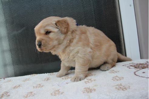 成約済の茨城県のゴールデンレトリーバー-28311の1枚目