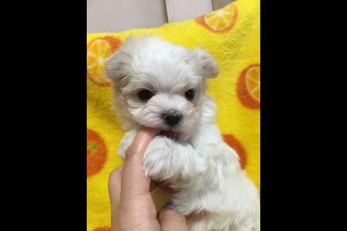 成約済の大阪府のマルチーズ-27611の3枚目