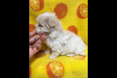 成約済の大阪府のマルチーズ-27611の1枚目