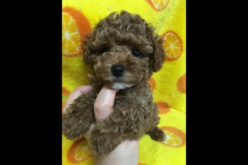 成約済の大阪府のトイプードル-27431の4枚目