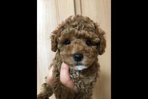 成約済の大阪府のトイプードル-27431の2枚目