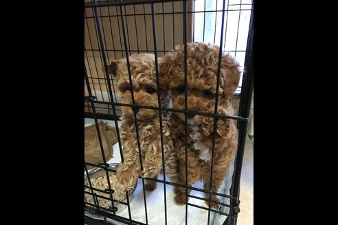 成約済の大阪府のトイプードル-27431の1枚目